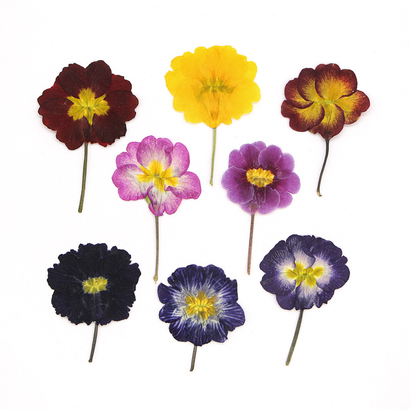 Dried Flower Bookmark - 48 шт. европейских прессованных цветов примулы