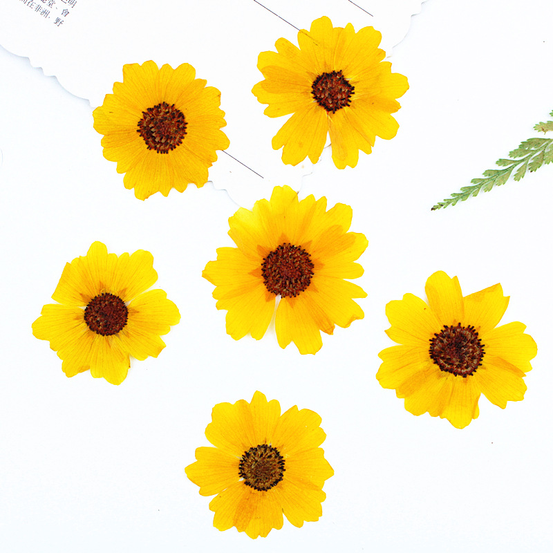 Dried Flower Bookmark - 24 шт., натуральные прессованные цветы хризантемы