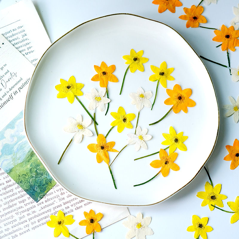5-7 см/16 шт., Натуральные пре – обзор и цена Dried Flower Bookmark