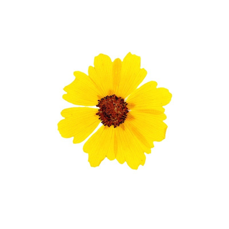 24 шт., натуральные прессованн – обзор и цена Dried Flower Bookmark